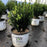 Boxwood, Sprinter® Boxwood