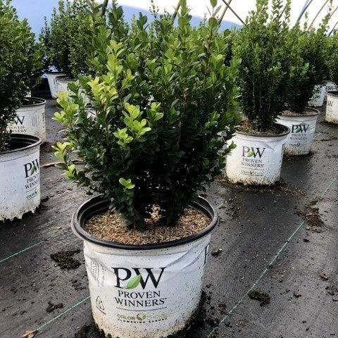 Boxwood, Sprinter® Boxwood