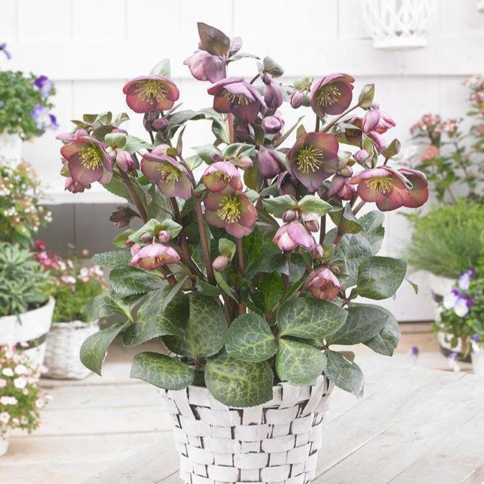 Hellebore, FrostKiss™ Dana's Dulcet® Lenten Rose