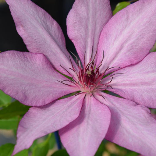 Clematis, Giselle™ Clematis