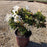 Azalea, Encore Autumn Lily Azalea