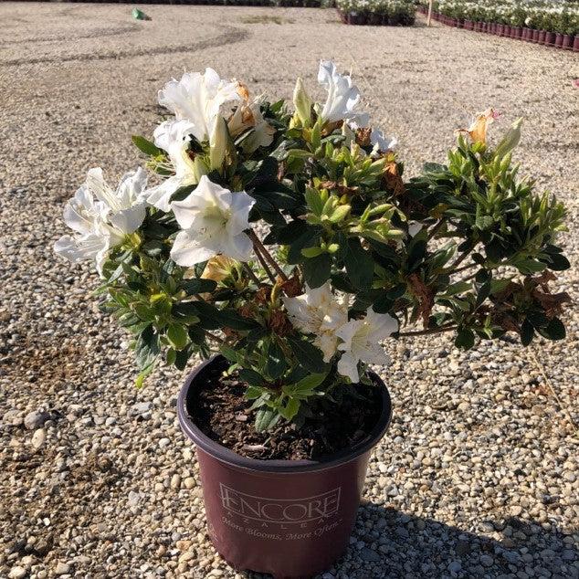 Azalea, Encore Autumn Lily Azalea