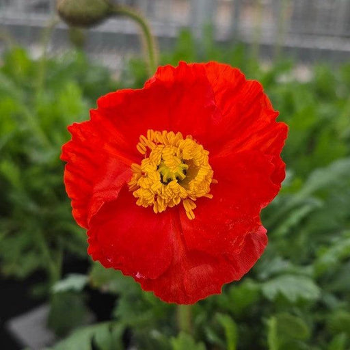 Poppies, Garden Gnome Poppies