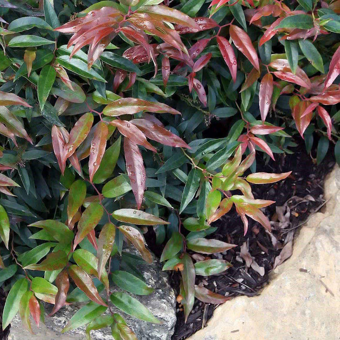 Leucothoe, Leafscape Burning Love Leucothoe