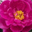 Peony, Red Sarah Bernhardt Peony
