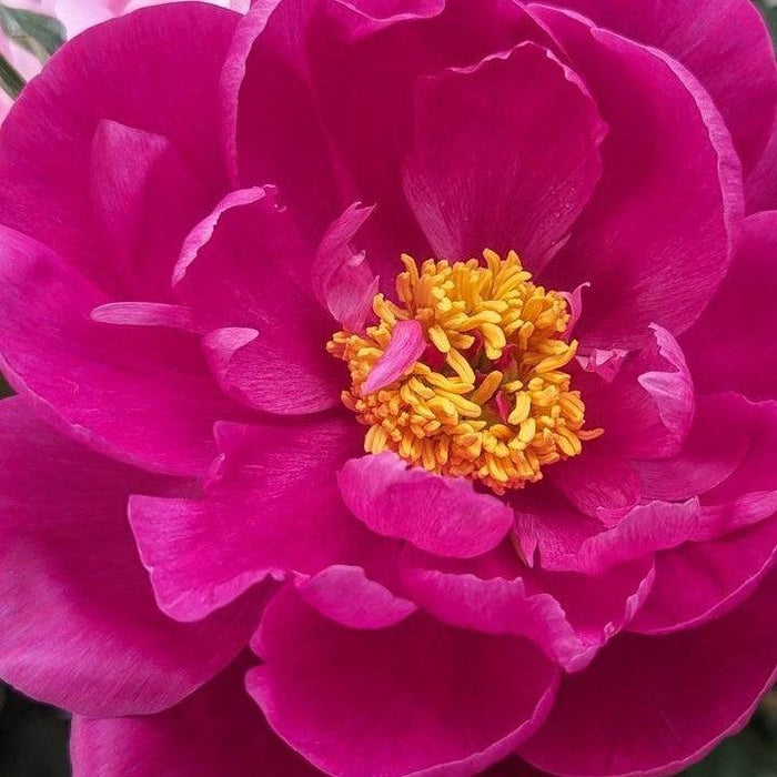 Peony, Red Sarah Bernhardt Peony