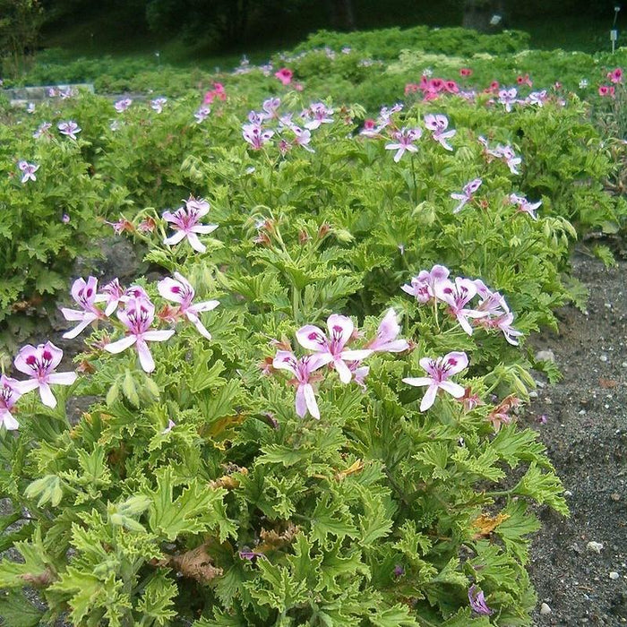 Scented Geranium, Citronella Scented Geranium