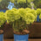 Hydrangea, Bloomin' Easy® Bubble Bath™ Hydrangea