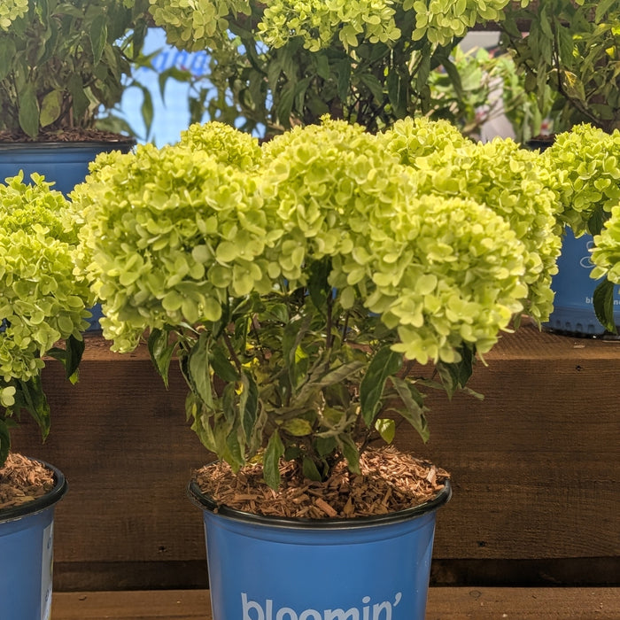Hydrangea, Bloomin' Easy® Bubble Bath™ Hydrangea
