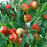 Nectarine, Hardired, 7 gal (5-7 ft)
