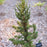 Cedar, Black Dragon Japanese Cedar