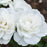 Rose, Iceberg Rose