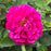 Rose, Showpiece™ Purple Rose