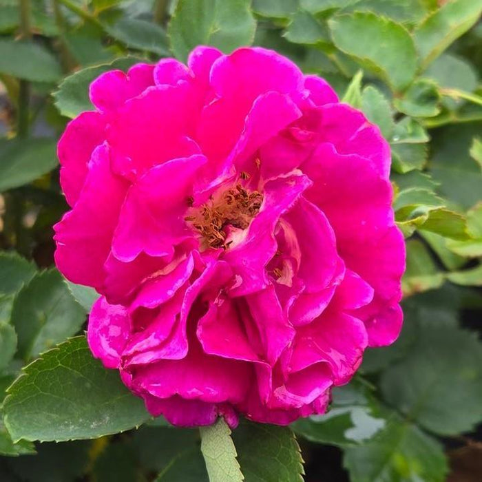 Rose, Showpiece™ Purple Rose