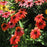 Coneflower, Panama Red Echinacea