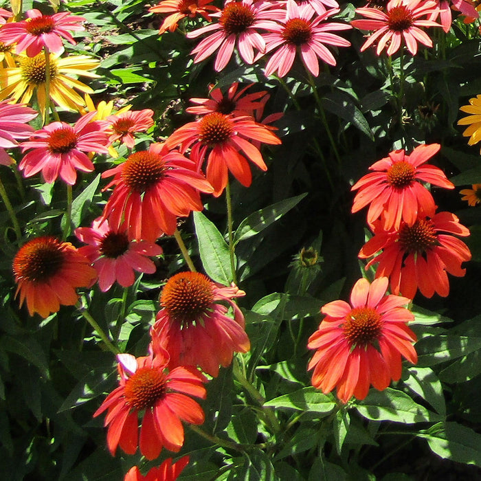 Coneflower, Panama Red Echinacea