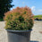 Arborvitae, Fire Chief™ Globe Arborvitae
