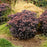 Sedum 'Back In Black'  - Rock 'N Grow® Back In Black Stonecrop
