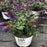 Butterfly Bush, Pugster Blue® Dwarf Butterfly Bush