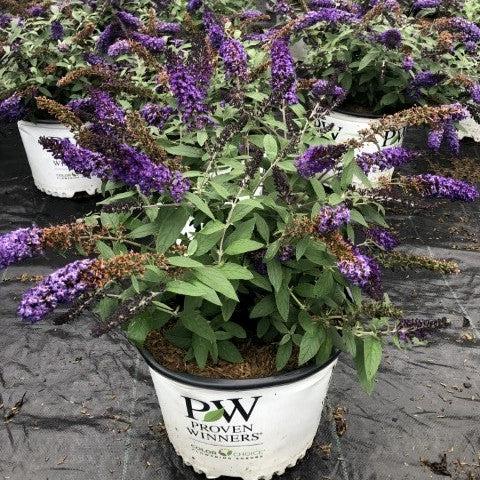 Butterfly Bush, Pugster Blue® Dwarf Butterfly Bush