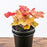 Coral Bells, Caramel Coral Bells