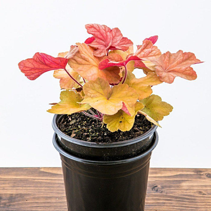 Coral Bells, Caramel Coral Bells