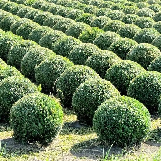 Boxwood, Baby Gem Boxwood