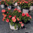 Rose, Peach Drift® Rose