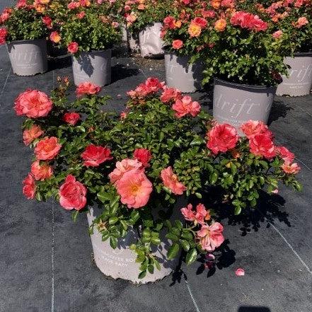 Rose, Peach Drift® Rose