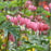 Bleeding Heart, Fern-Leaf Bleeding Heart