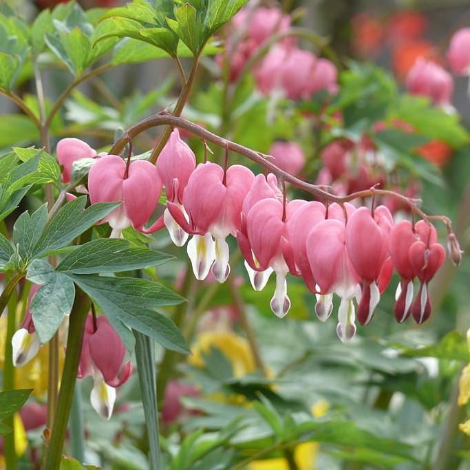 Bleeding Heart, Fern-Leaf Bleeding Heart