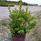 Azalea, Encore Autumn Carnation Azalea