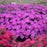 Dianthus, Paint the Town Fuchsia Dianthus