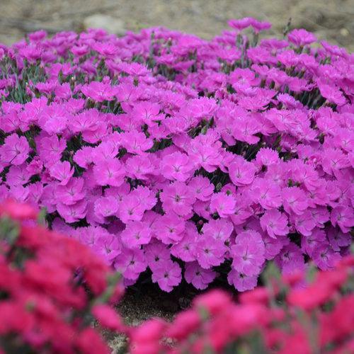 Dianthus, Paint the Town Fuchsia Dianthus