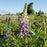 Lupine, Gallery Blue Lupine