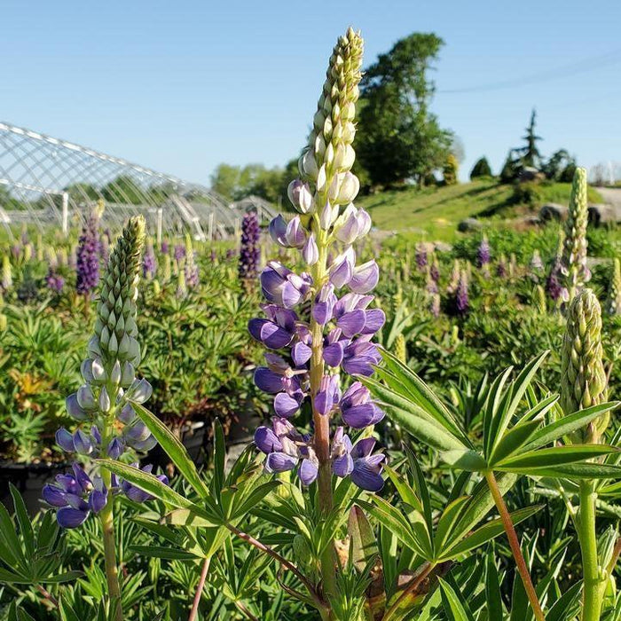 Lupine, Gallery Blue Lupine