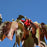Dogwood, Cloud Nine Dogwood