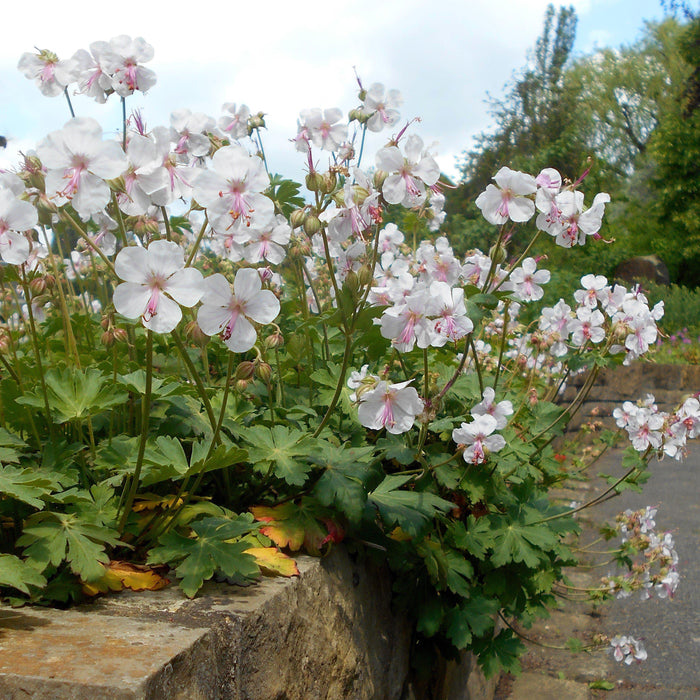 Cranesbill, Biokovo Cranesbill