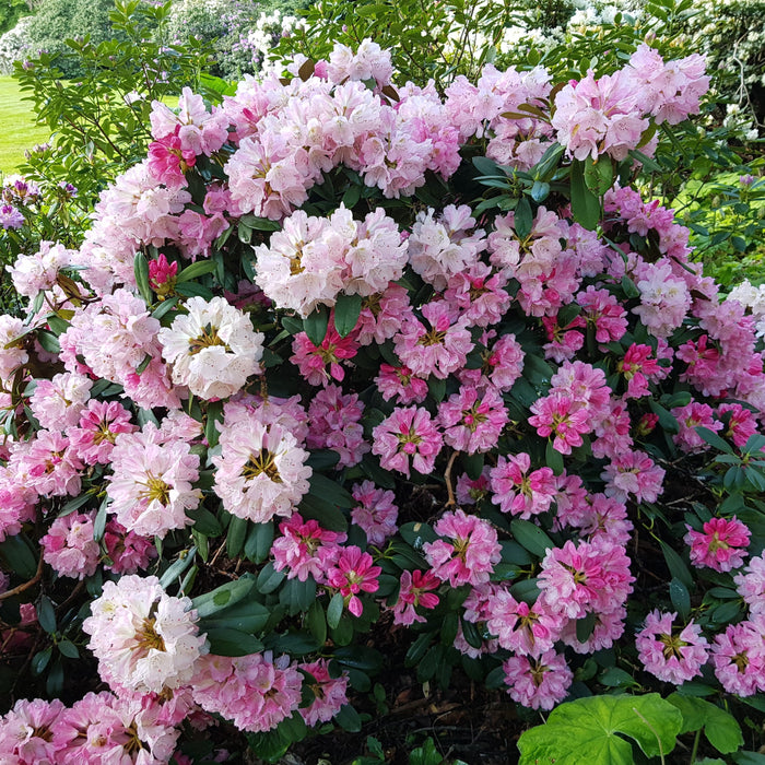 Rhododendron, Yaku Prince Rhododendron
