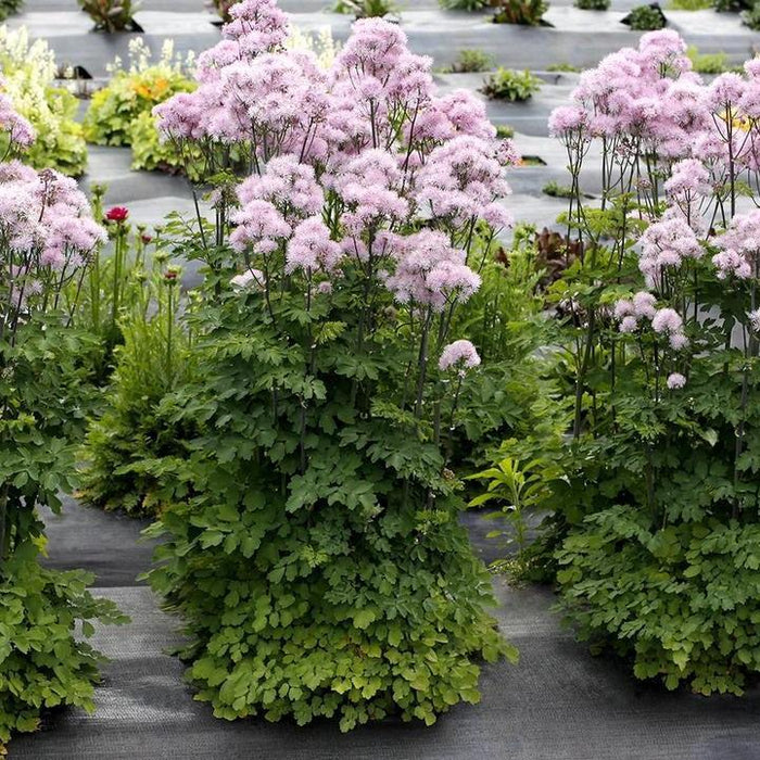 Thalictrum 'TNTNP'  - Nimbus™ Pink Meadow-Rue