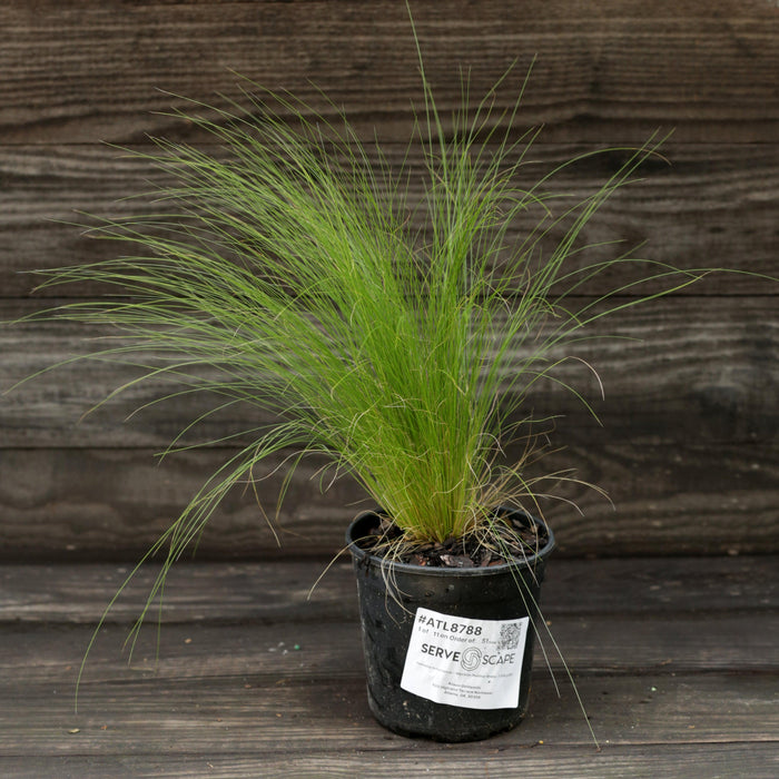 Grass, Mexican Feather Grass