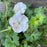 Cranesbill, Biokovo Cranesbill