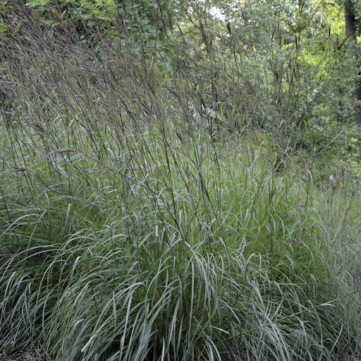Grass, Big Bluestem