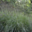 Grass, Big Bluestem