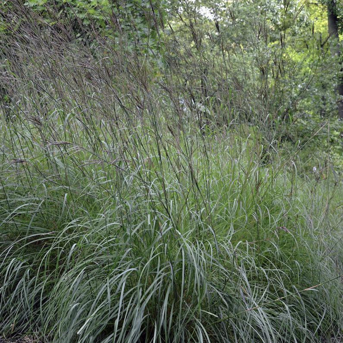 Grass, Big Bluestem