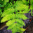 Fern, Goldie’s Shield Fern, Giant Wood Fern
