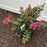 Crapemyrtle, Great Myrtle™ Cherry Delight Crape Myrtle