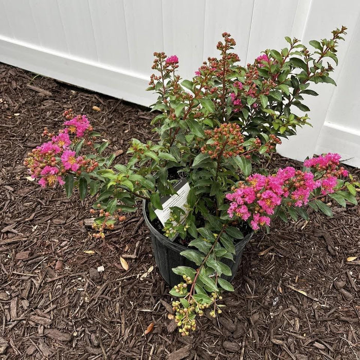 Crapemyrtle, Great Myrtle™ Cherry Delight Crape Myrtle