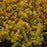Sedum rupestre 'Prima Angelina'  - Prima Angelina Stonecrop