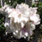Rose, Sally Holmes Climbing Rose